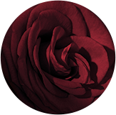 Concentré de roses