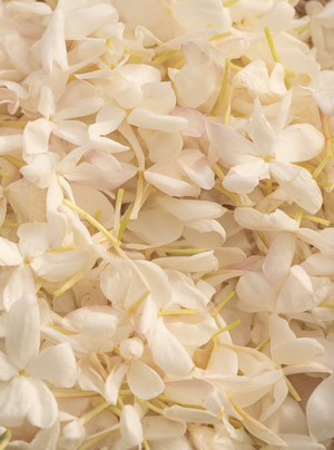 Cœur de jasmin d’Inde