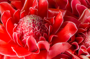 Fleur de gingembre