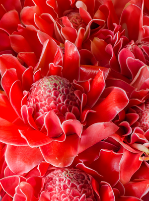 Fleur de gingembre
