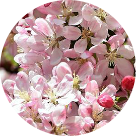 Fleur de pommier