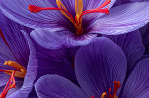 Fleur de Safran