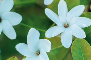 Fleur de tiaré