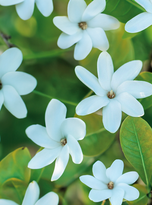 Fleur de tiaré