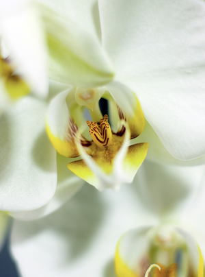 Fleur d'orchidée
