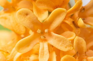 Fleur d'osmanthus