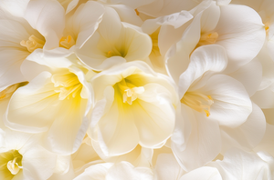 Freesia