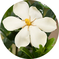 Gardénia