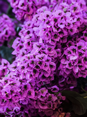 Heliotrope