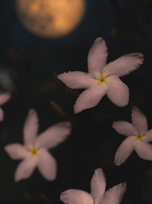 Jasmin de nuit