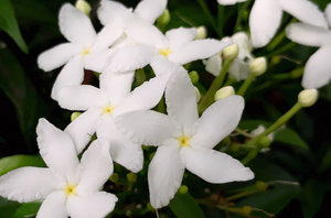 Jasmin