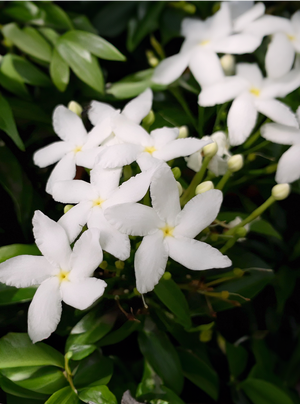 Jasmin