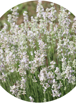 Lavande blanche