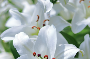 Lys