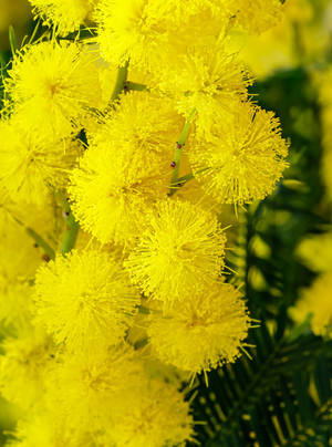 Mimosa