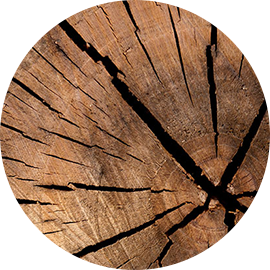 Notes boisées