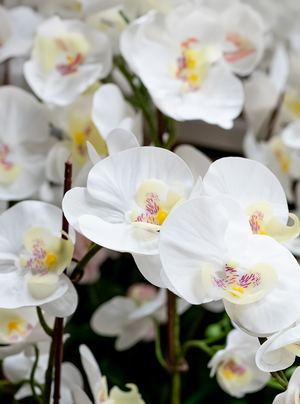 Orchidée