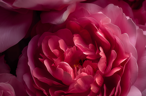 Rose Centifolia