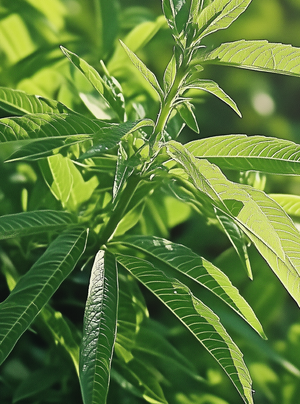Verveine