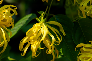 Ylang-ylang