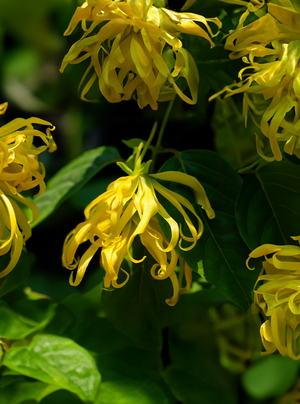 Ylang-ylang